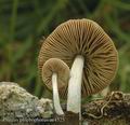 Pluteus_phlebophorus_ac4525