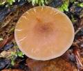 Pluteus_phlebophorus_bk5261