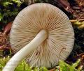 Pluteus_phlebophorus_bk5265