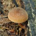 Pluteus_plautus_bo3937