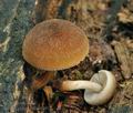 Pluteus_plautus_bo3940