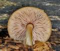 Pluteus_plautus_bo3943