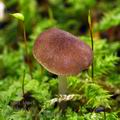 Pluteus_podospileus_bi0009