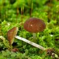 Pluteus_podospileus_bi0017