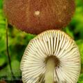 Pluteus_podospileus_bi0018