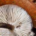 Pluteus_podospileus_bi6180