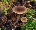 Pluteus_podospileus_bk7258