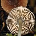 Pluteus_podospileus_bk7273