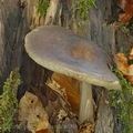 Pluteus_pouzarianus_ac8580