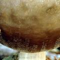 Pluteus_pouzarianus_am1189