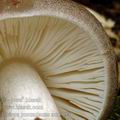 Pluteus_pouzarianus_am1194