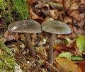 Pluteus_pouzarianus_cr6429