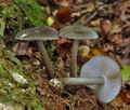 Pluteus_pouzarianus_cr6436