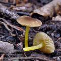 Pluteus_romellii_be0698