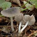 Pluteus_salicinus_am1171