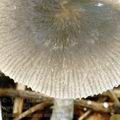 Pluteus_salicinus_am1177