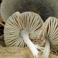 Pluteus_salicinus_am1181