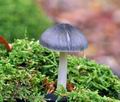 Pluteus_salicinus_ca3003