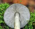 Pluteus_salicinus_ca3013