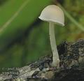 Pluteus_semibulbosus_ac7609