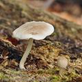 Pluteus_semibulbosus_be3499