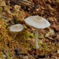 Pluteus_semibulbosus_be3500