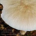 Pluteus_semibulbosus_be3505