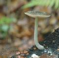 Pluteus_thomsonii_ac0719