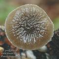 Pluteus_thomsonii_ac0723