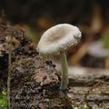 Pluteus_thomsonii_ac1691