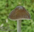 Pluteus_thomsonii_ac8719