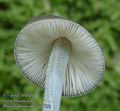 Pluteus_thomsonii_ac8722