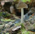 Pluteus_thomsonii_ac8735