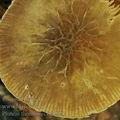 Pluteus_thomsonii_be3578