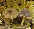 Pluteus_thomsonii_bi3705