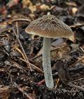 Pluteus_thomsonii_ce3991