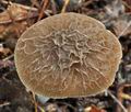 Pluteus_thomsonii_ce3997