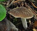 Pluteus_thomsonii_ce4011