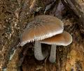 Pluteus_thomsonii_cz3447s