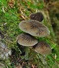 Pluteus_thomsonii_cz7747