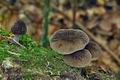 Pluteus_thomsonii_cz7756