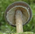 Pluteus_umbrosus_ac8673