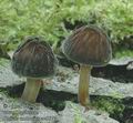 Pluteus_umbrosus_ac8677