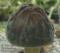Pluteus_umbrosus_ac8680