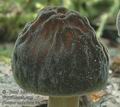 Pluteus_umbrosus_ac8680