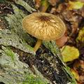 Pluteus_umbrosus_be3365