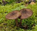 Pluteus_umbrosus_bp2376