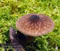 Pluteus_umbrosus_bs8453