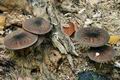 Pluteus_umbrosus_ca2651