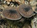 Pluteus_umbrosus_ca2654